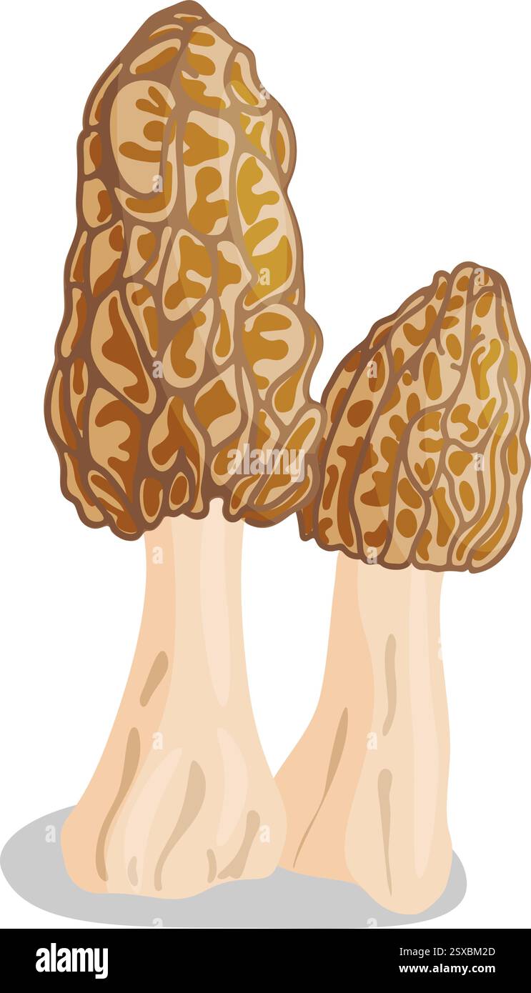 Morel mushrooms set. Edible forest mushroom icon. Hand drawn trendy ...