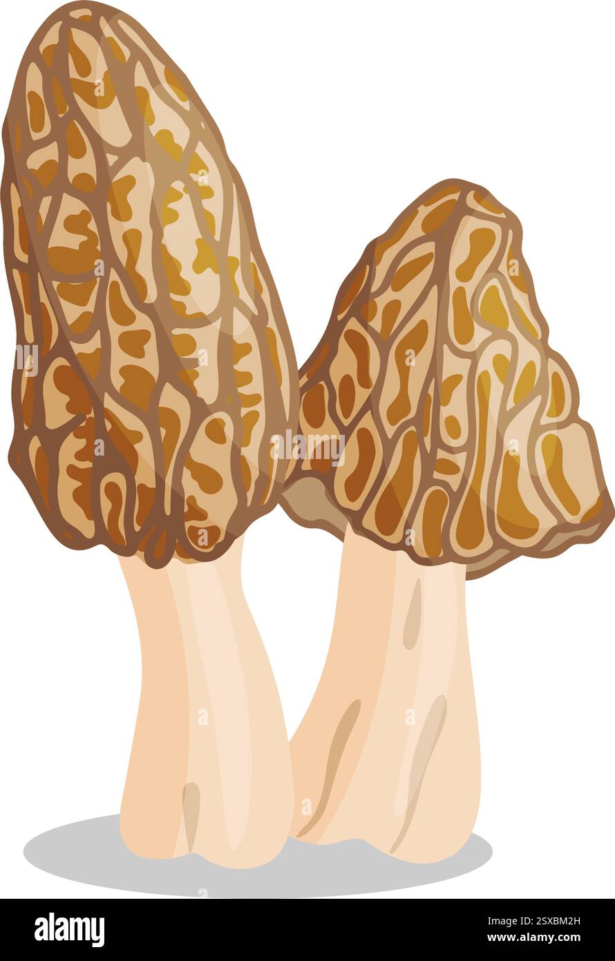 Morel mushrooms set. Edible forest mushroom icon. Hand drawn trendy ...