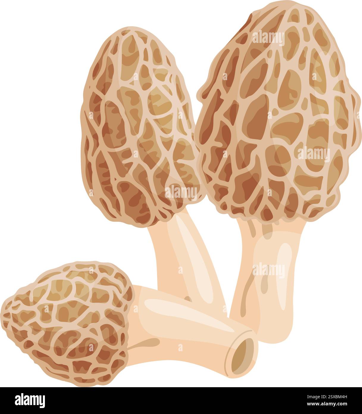 Morel mushrooms set. Edible forest mushroom icon. Hand drawn trendy ...