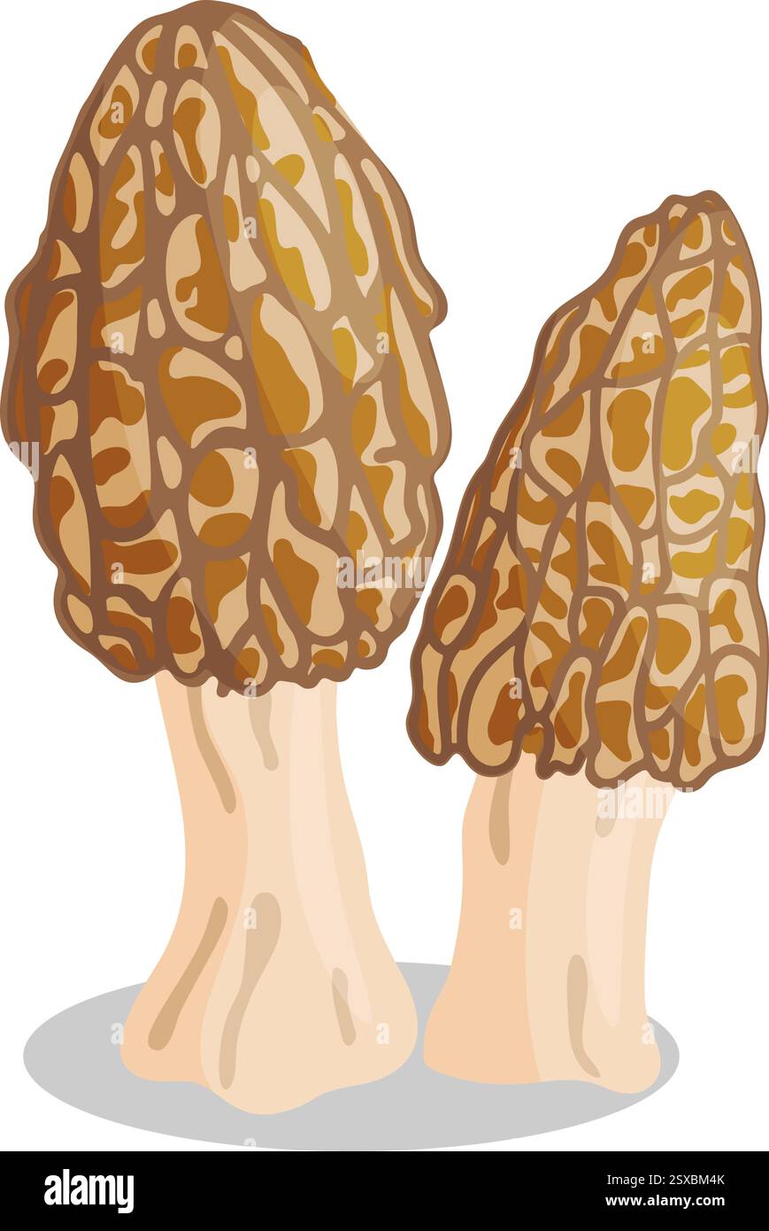 Morel mushrooms set. Edible forest mushroom icon. Hand drawn trendy ...