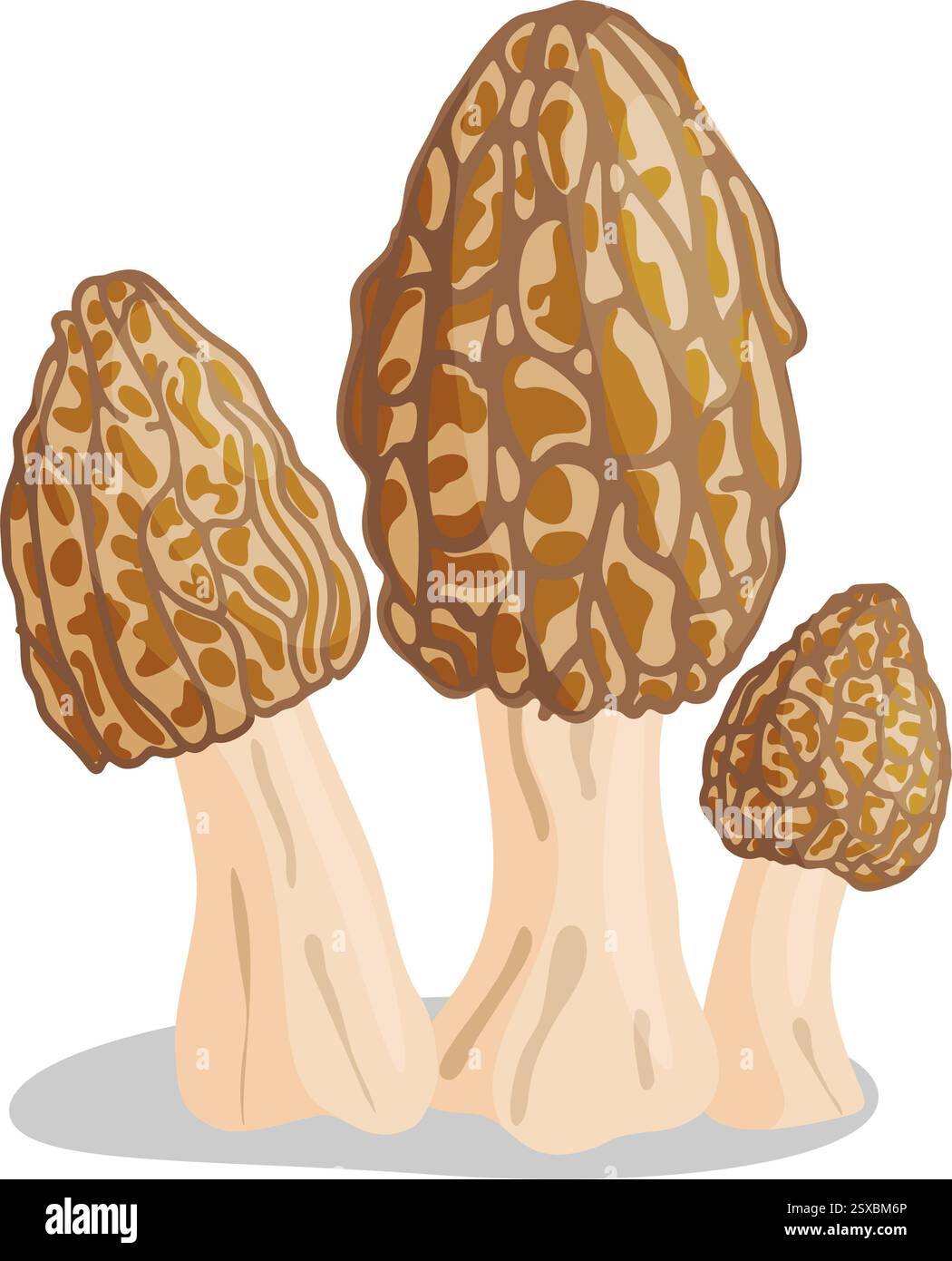 Morel mushrooms set. Edible forest mushroom icon. Hand drawn trendy ...