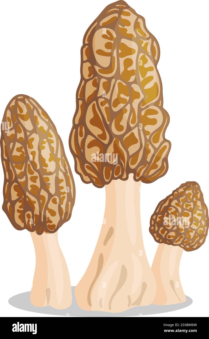 Morel mushrooms set. Edible forest mushroom icon. Hand drawn trendy ...