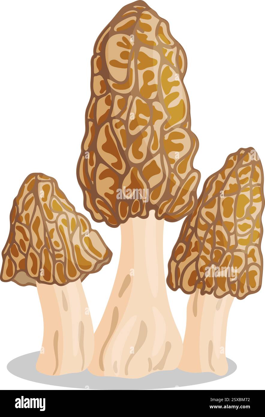 Morel mushrooms set. Edible forest mushroom icon. Hand drawn trendy ...