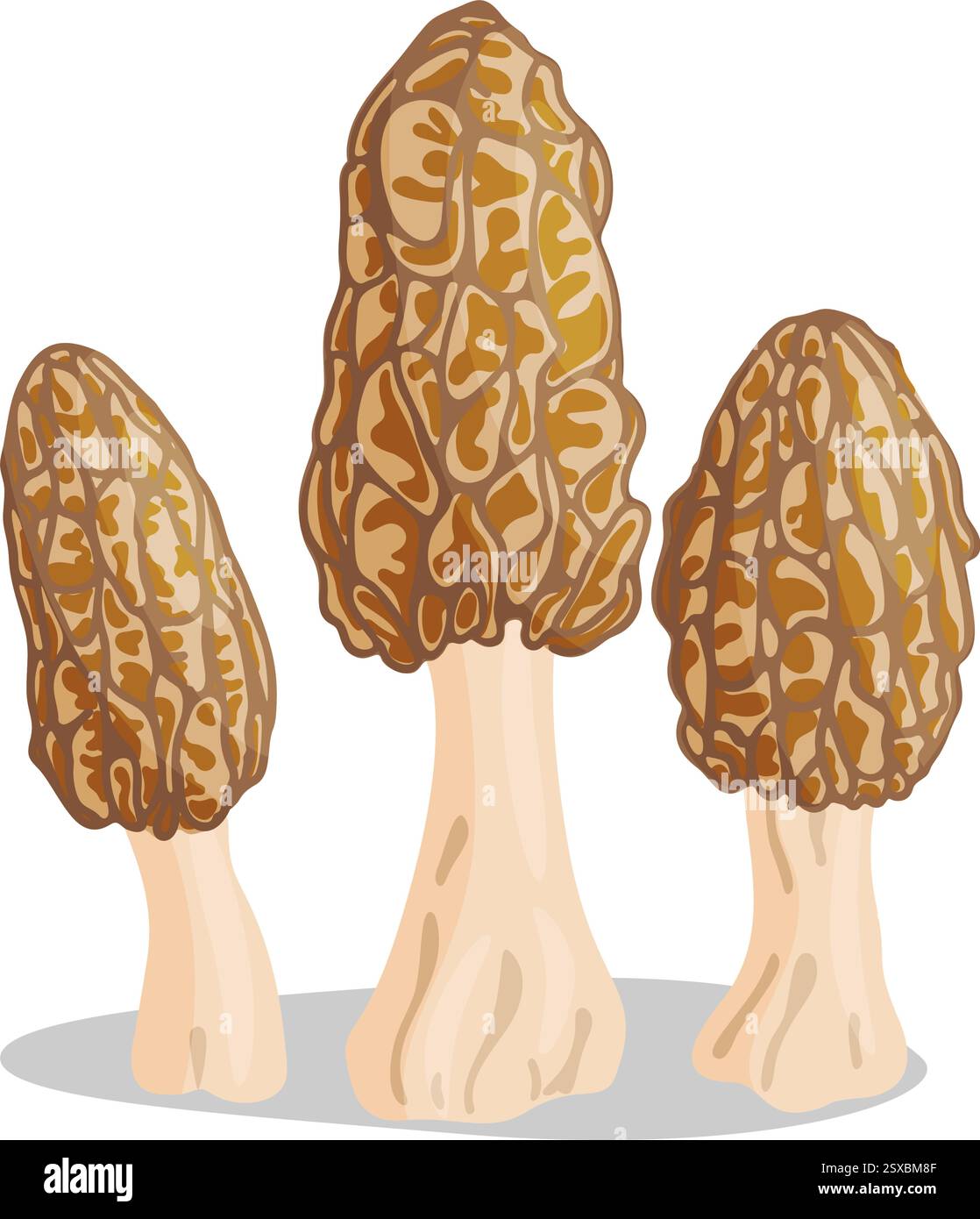 Morel mushrooms set. Edible forest mushroom icon. Hand drawn trendy ...