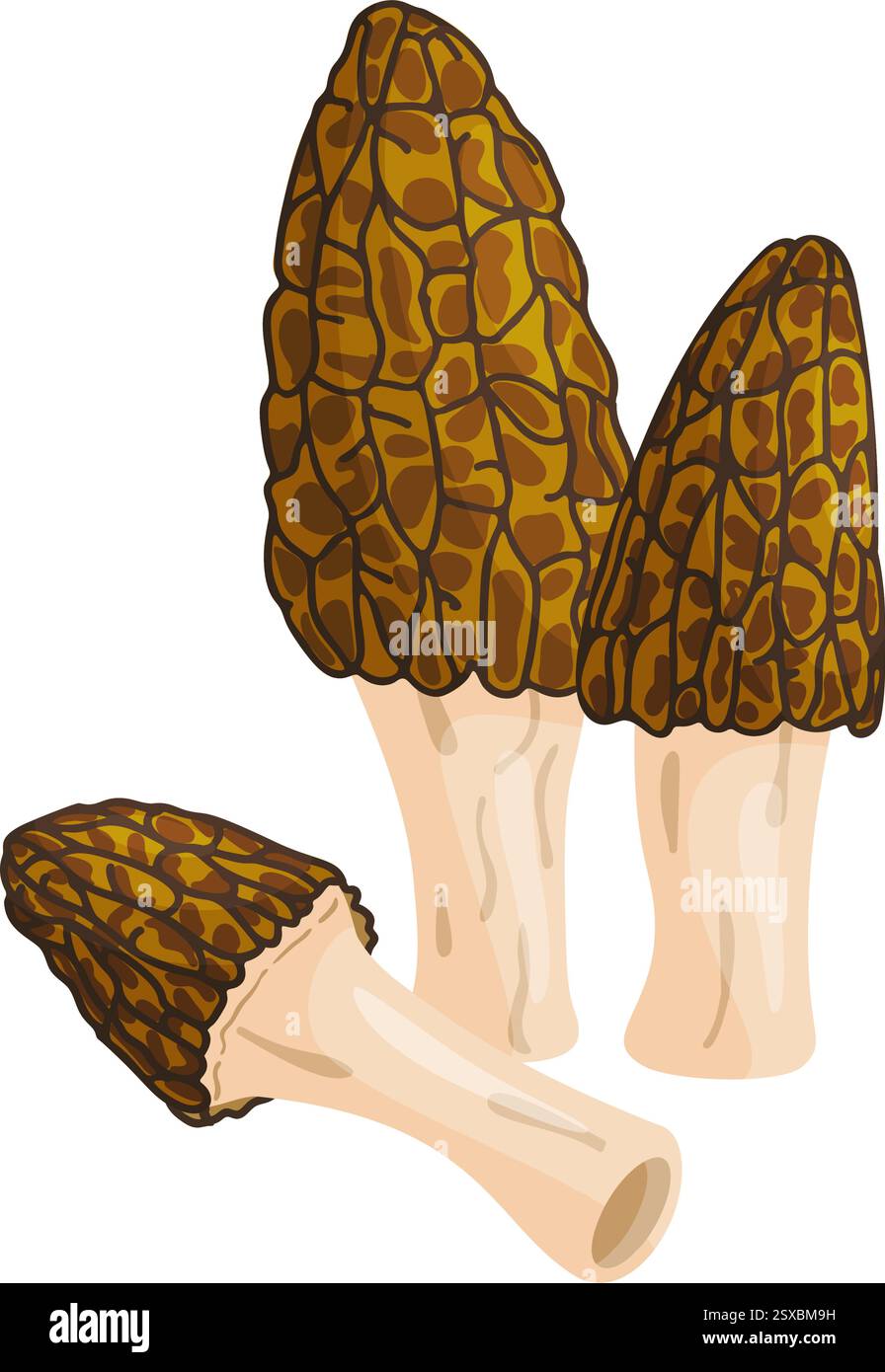 Morel mushrooms set. Edible forest mushroom icon. Hand drawn trendy ...