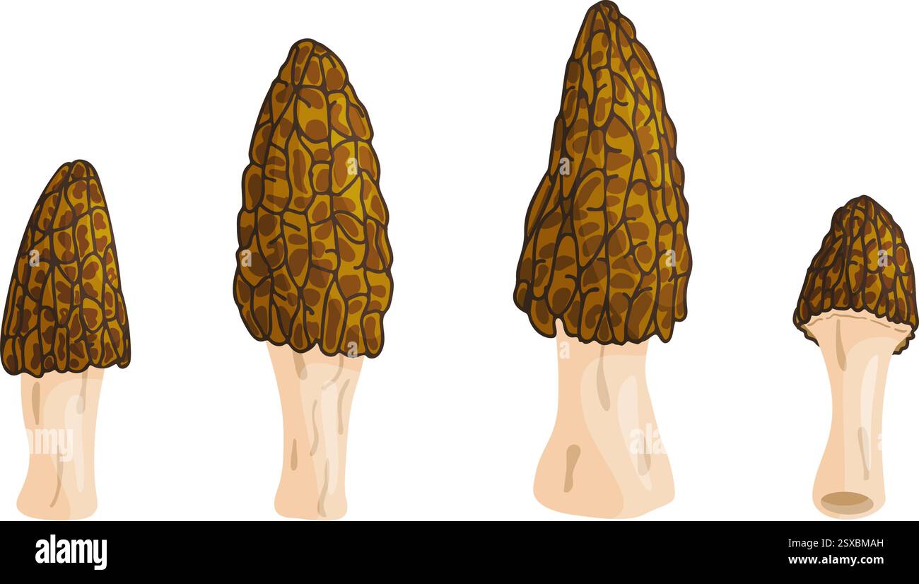 Morel mushrooms set. Edible forest mushroom icon. Hand drawn trendy ...