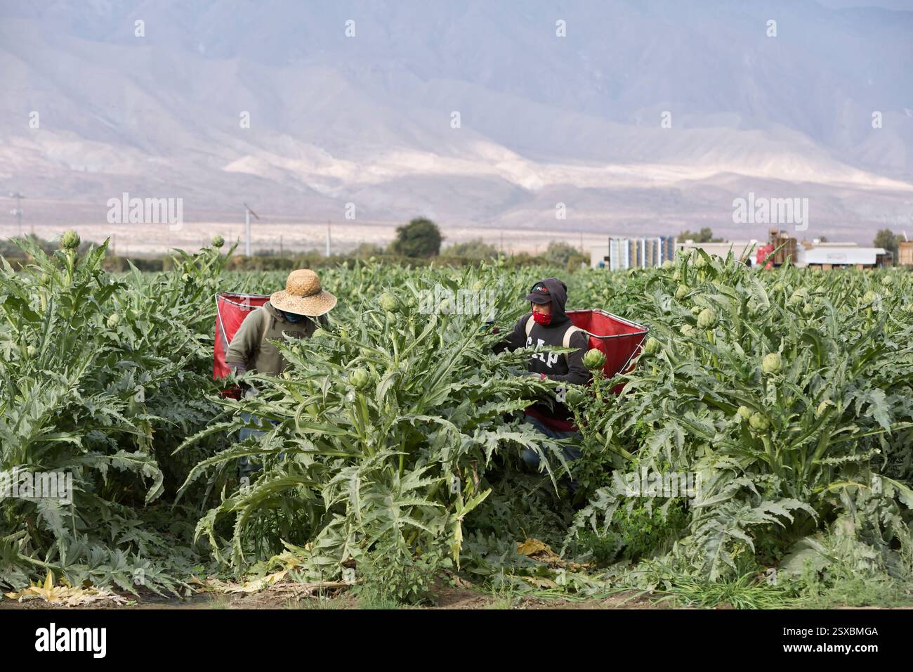Hispanic workers harvesting  Organic Artichokes  'Cynara carduncules var. scolymus', also known as Globe artichoke, morning light, California. Stock Photo