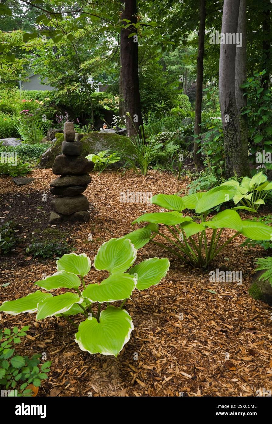 Hosta winter snow hi-res stock photography and images - Alamy