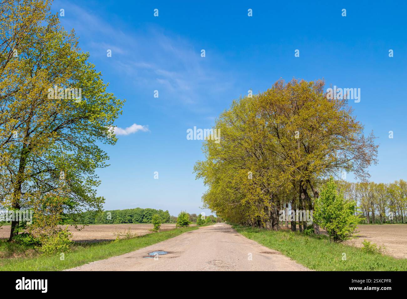 A scenic dirt road lined with tall trees covered in fresh green leaves ...