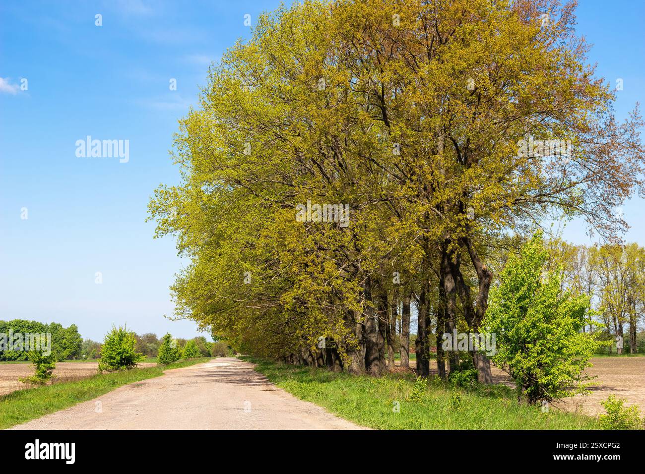 A scenic dirt road lined with tall trees covered in fresh green leaves ...