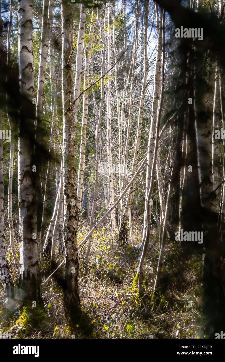 Beautiful birch trees in the forest in winter Stock Photo