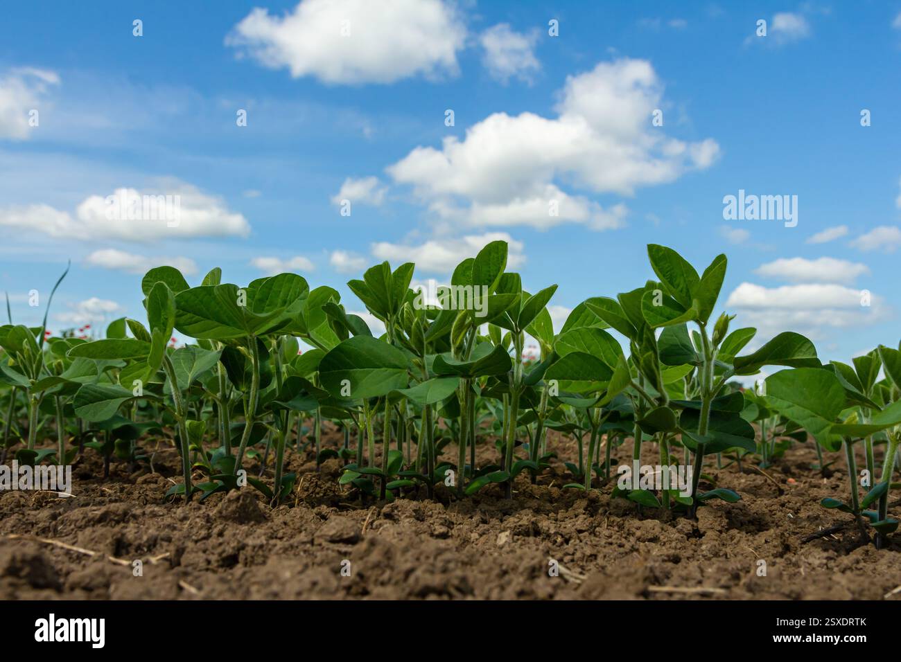 Young soybean plants are thriving in rich soil, reaching upward as they ...