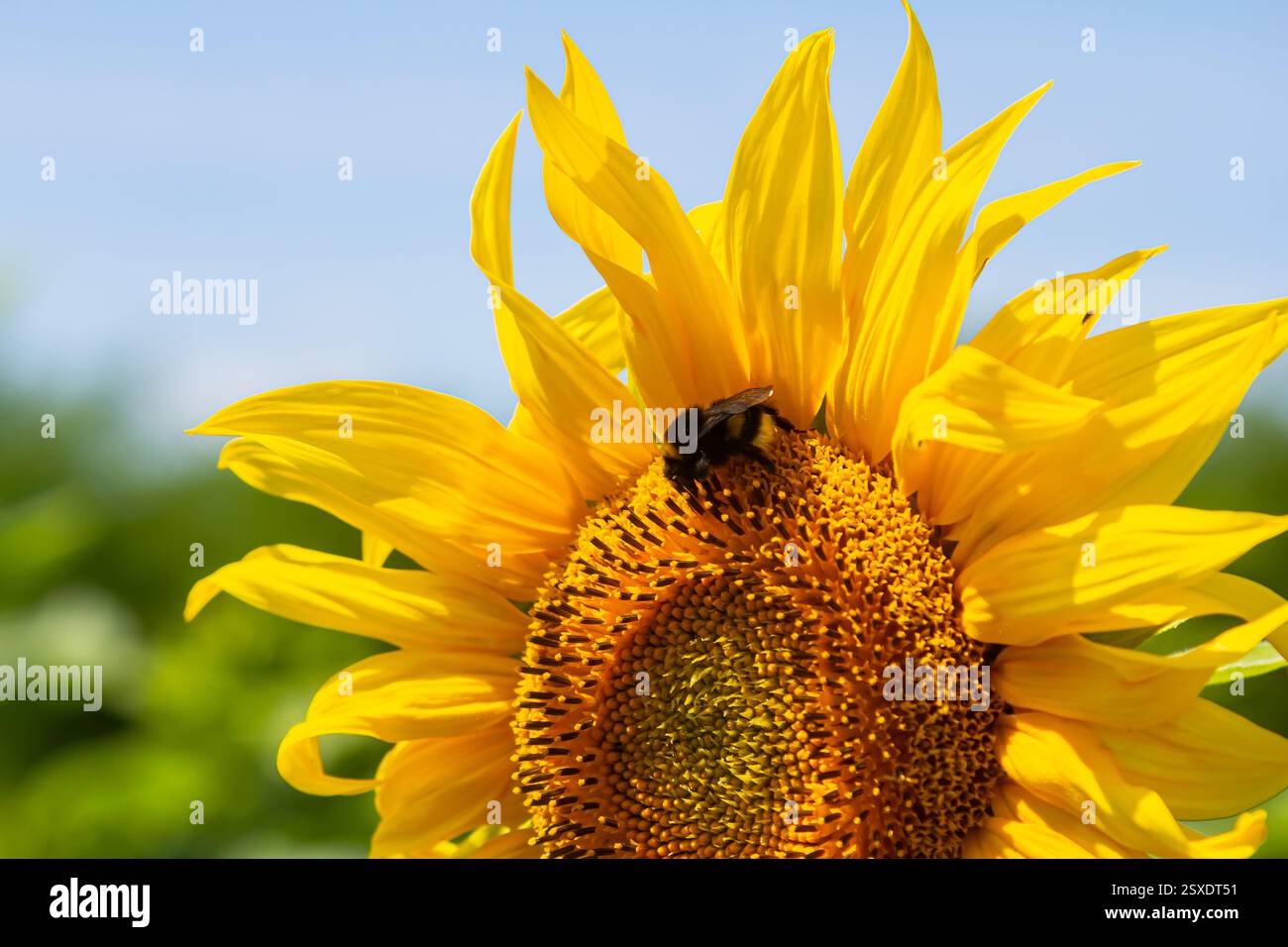 Honey bee busily collects hi-res stock photography and images - Alamy