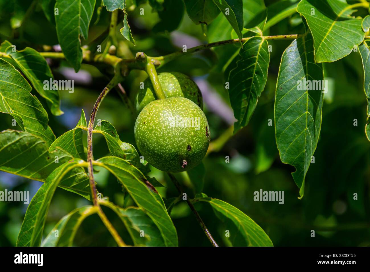 walnut tree, growing walnut in shell on branch, summer trees, green ...