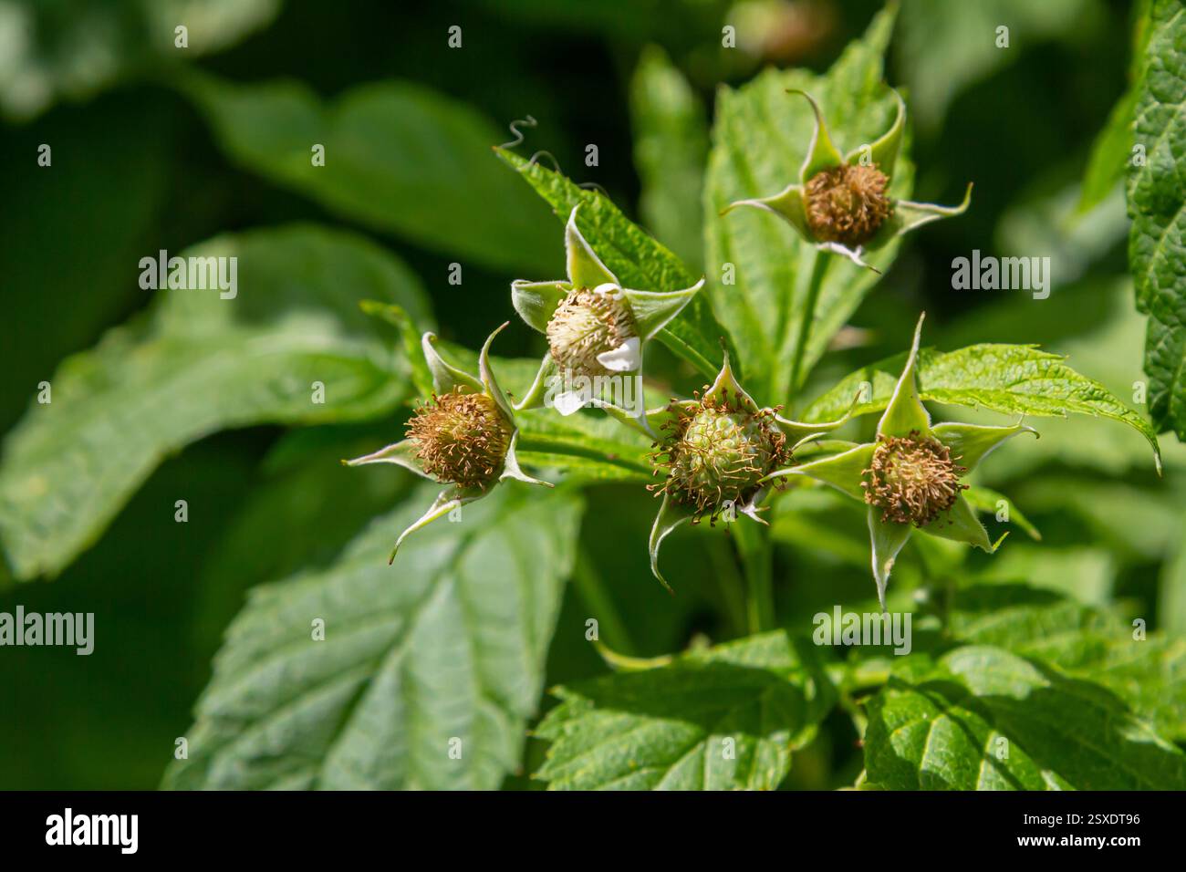 Raspberry leaves berries hanging hi-res stock photography and images ...