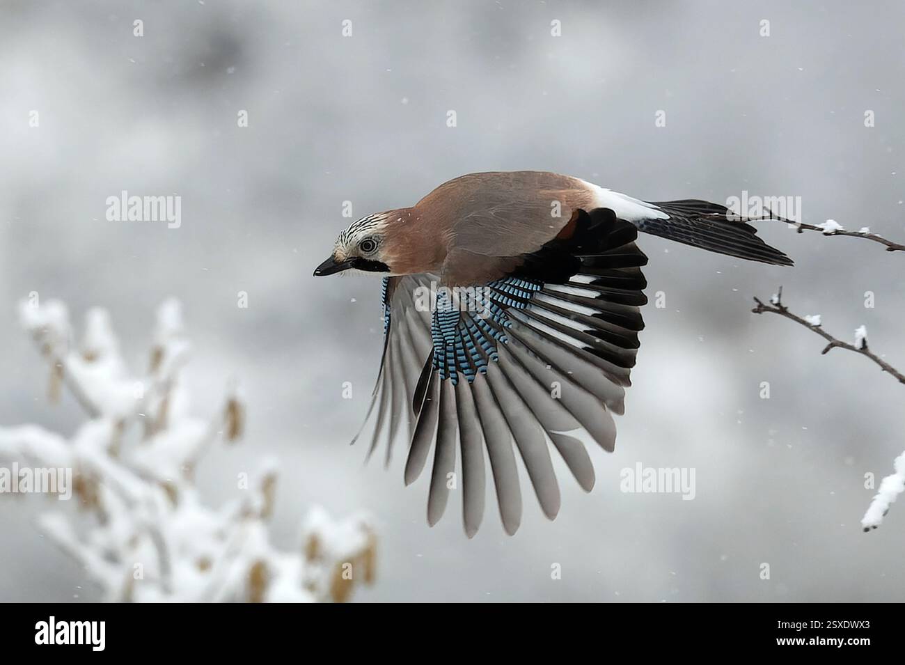 Eurasian jay flying hi-res stock photography and images - Alamy