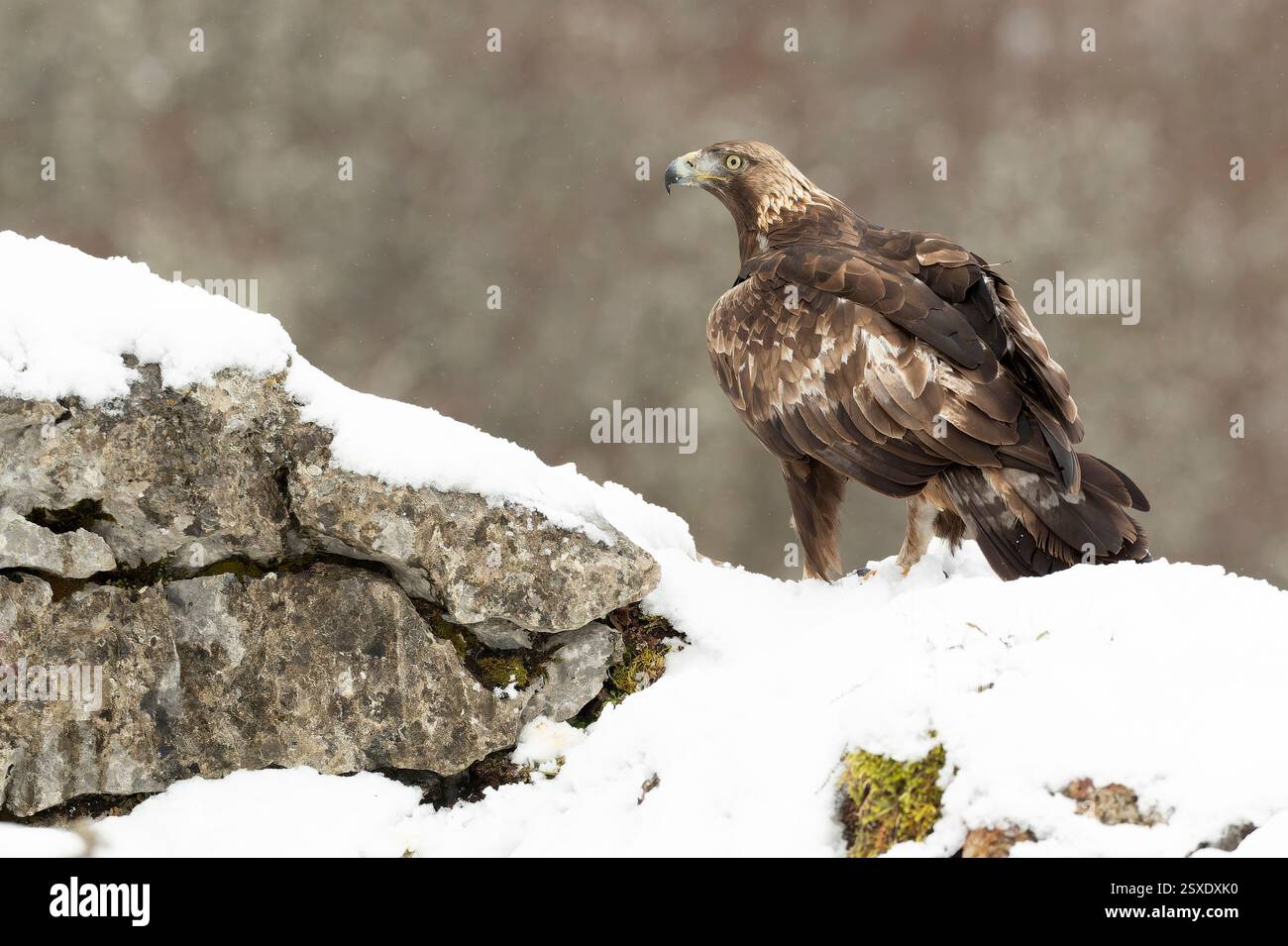 Adult Golden Eagle inside its territory in a snowy mountain area with ...