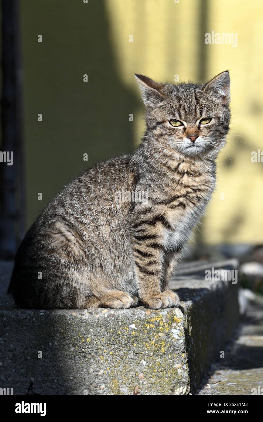 Adorable young tabby cat sitting on a doorstep in sunshine in vertical ...