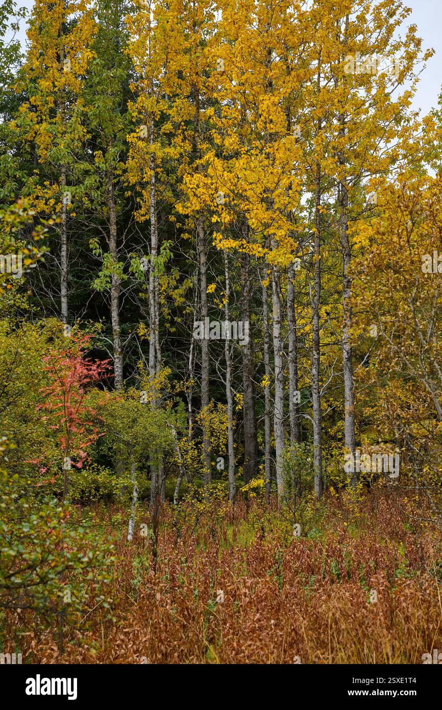 Poplar Tree Fall Color Poplar trees showing off their autumn colors in a lush forest Stock ...
