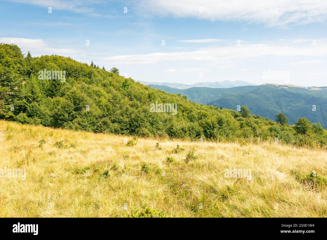 landscape of carpathian mountains in late summer. alpine scenery with primeval beech forest behind the grassy meadow beneath a cloudy sky at high noon Stock Photo