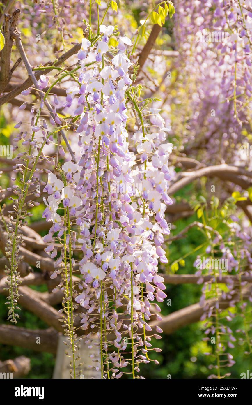 closeup of blooming wisteria in spring. lush twig. purple pink flowers hanging on the branch. floral background of botanical park on a sunny day Stock Photo
