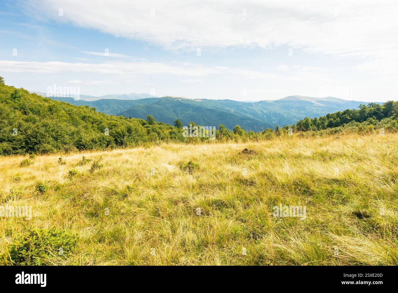 landscape of carpathian mountains in late summer. alpine scenery with primeval beech forest behind the grassy meadow beneath a cloudy sky at high noon Stock Photo