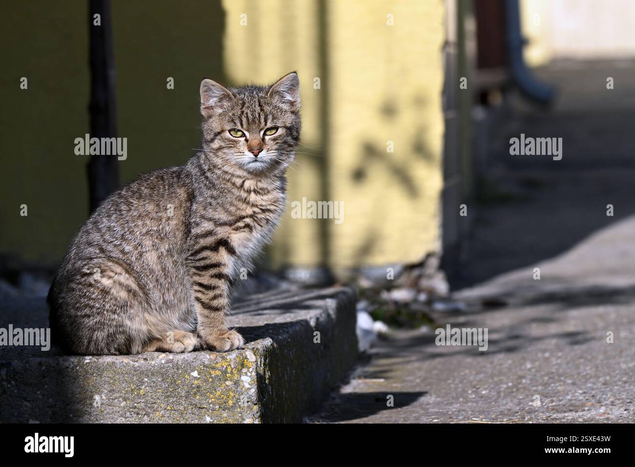 Adorable young tabby cat sitting on a doorstep in sunshine Stock Photo ...