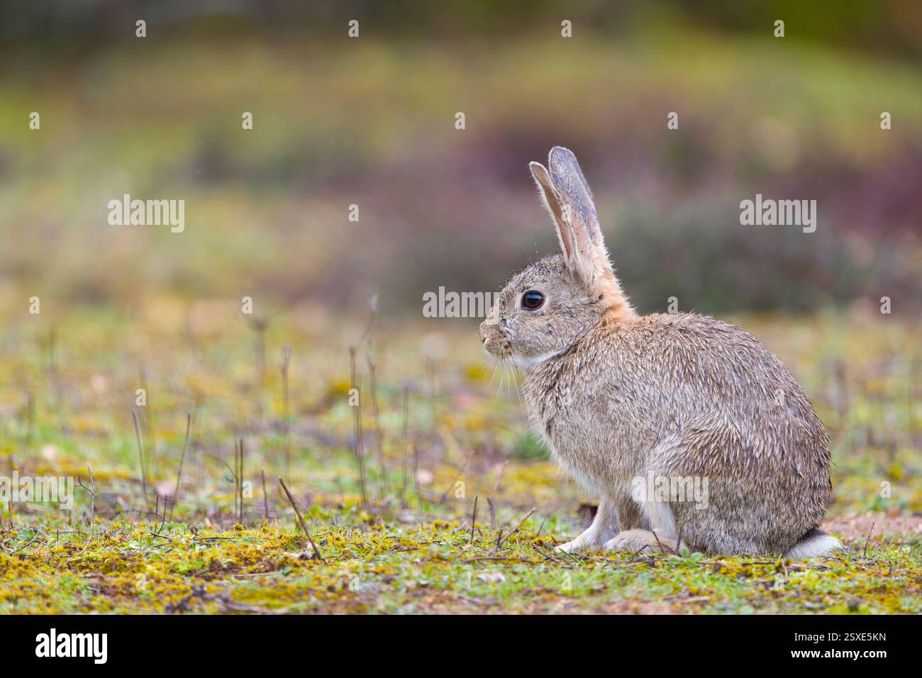 Februaury Rabbit Rabbit European rabbit Oryctolagus cuniculus, adult standing on short grass ...