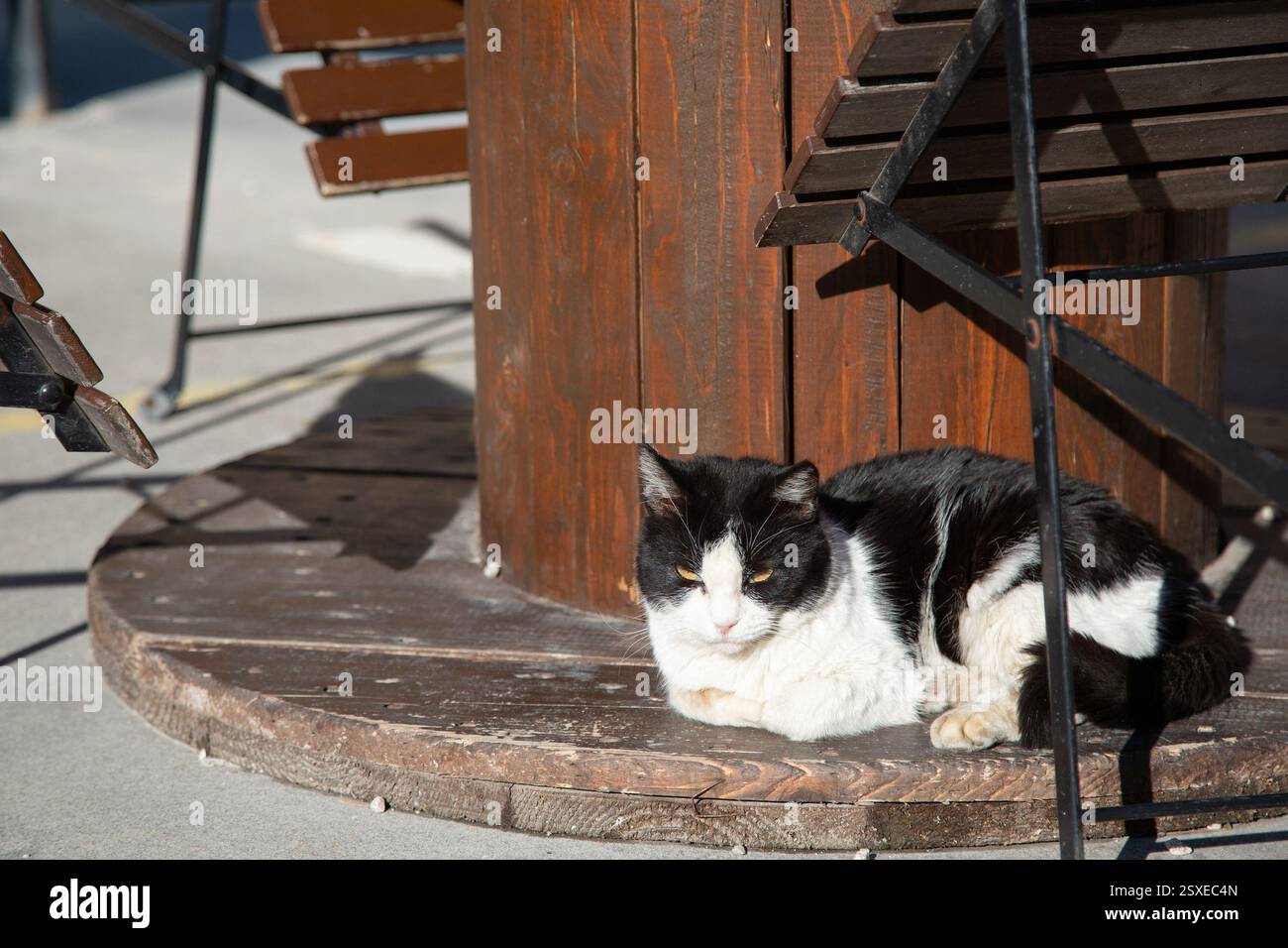 A black and white cat is peacefully laying on a table outside Stock ...