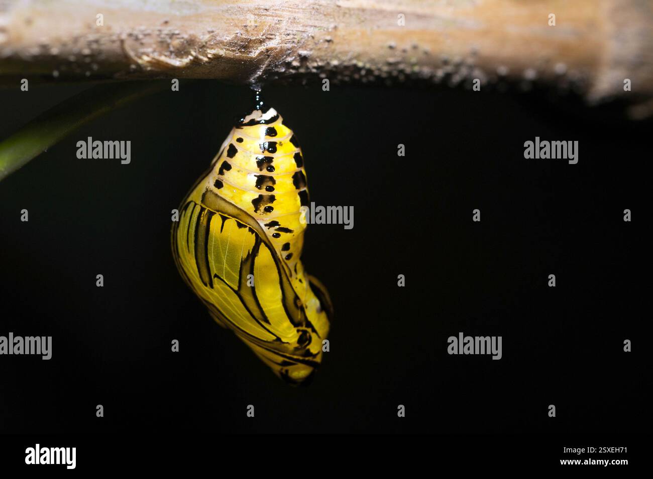 A butterfly pupa from the rainforest of Ecuador. Stock Photo