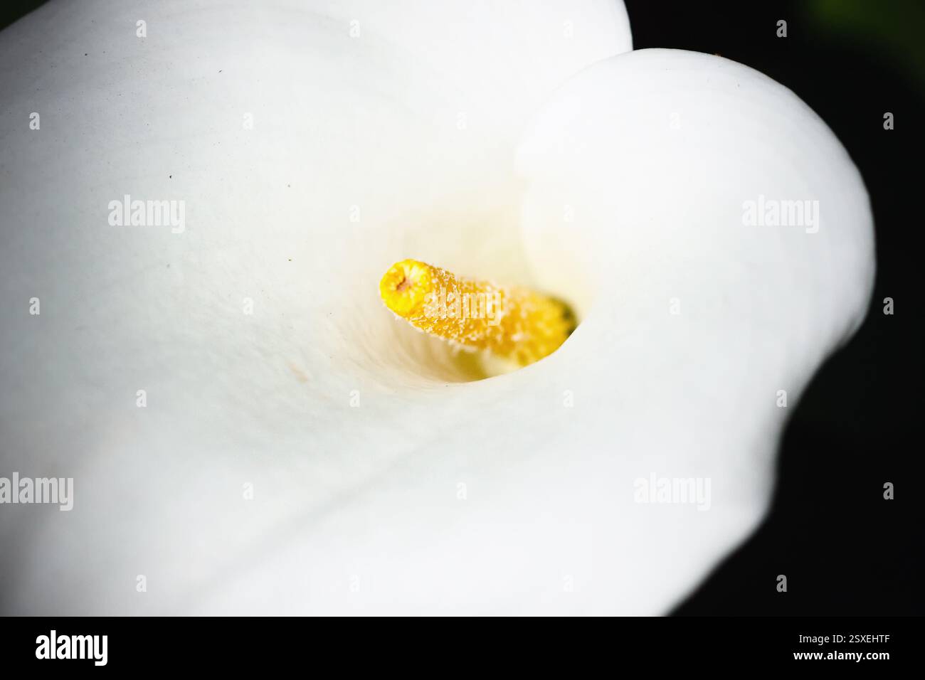 Single white flower with a yellow center is the main focus of the image ...