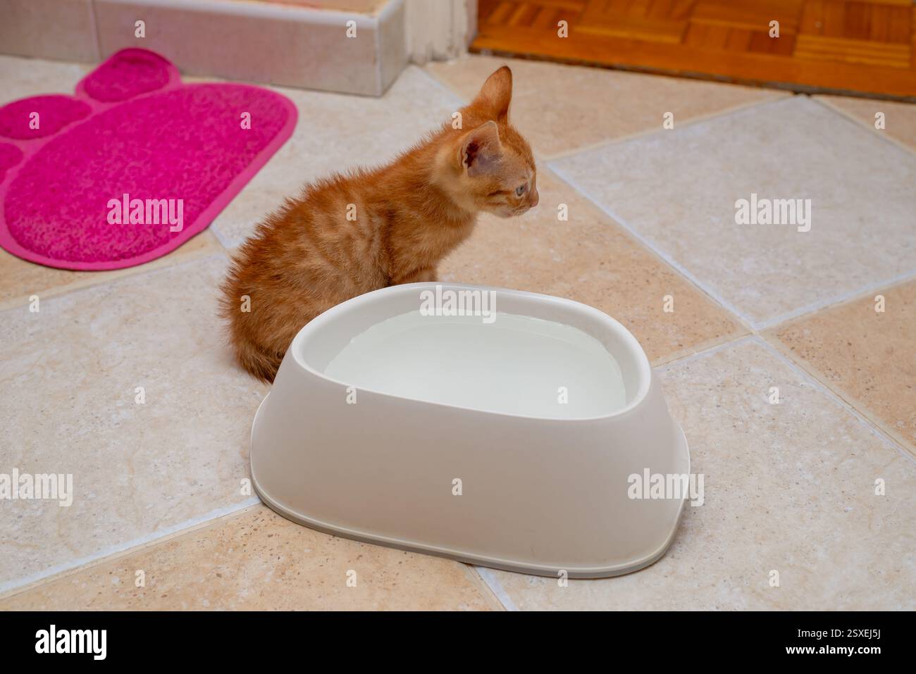Ginger kitten, just found, learning to drink from a bowl Stock Photo