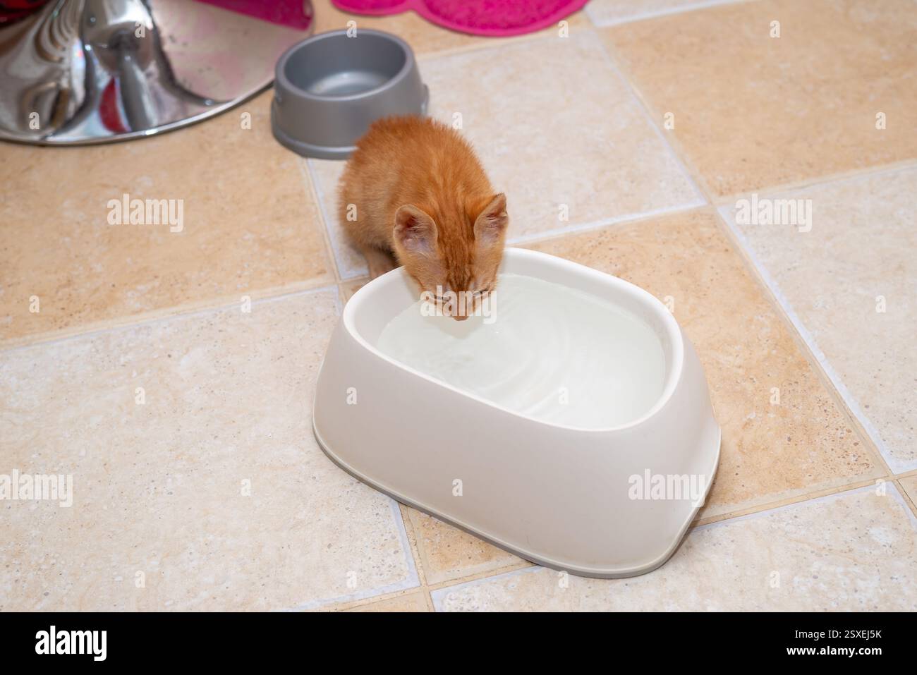 Ginger kitten, just found, drinking from a bowl, in a kitchen Stock Photo