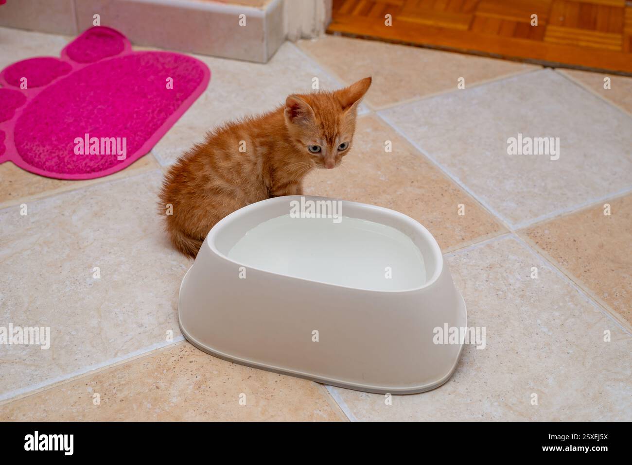Ginger kitten, just found, learning to drink from a bowl Stock Photo