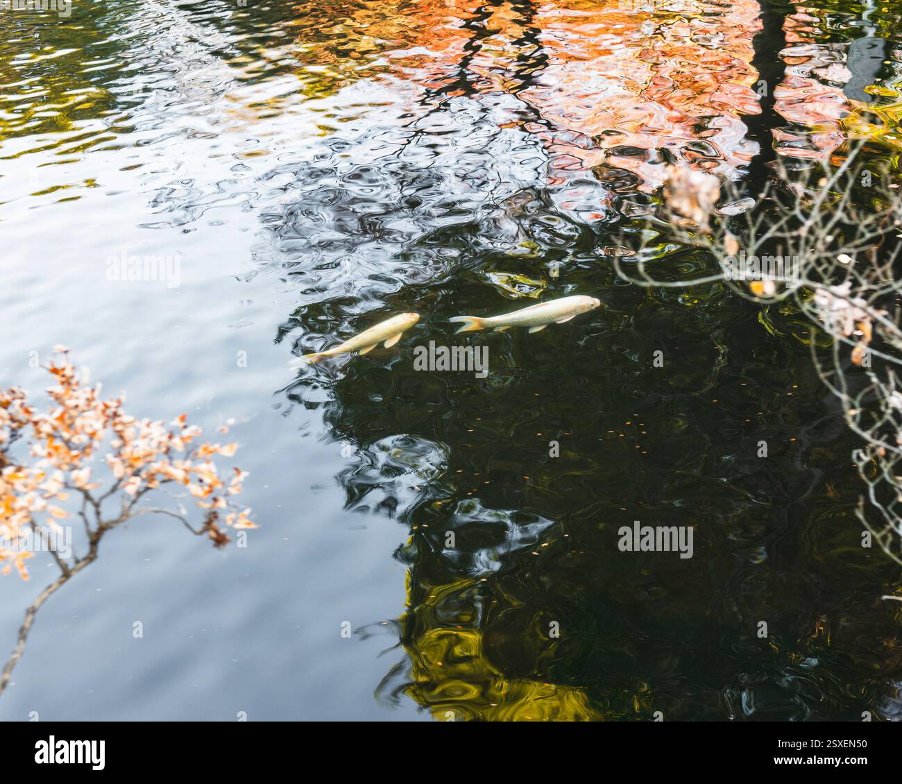 Natural swimming pond garden hi-res stock photography and images - Alamy