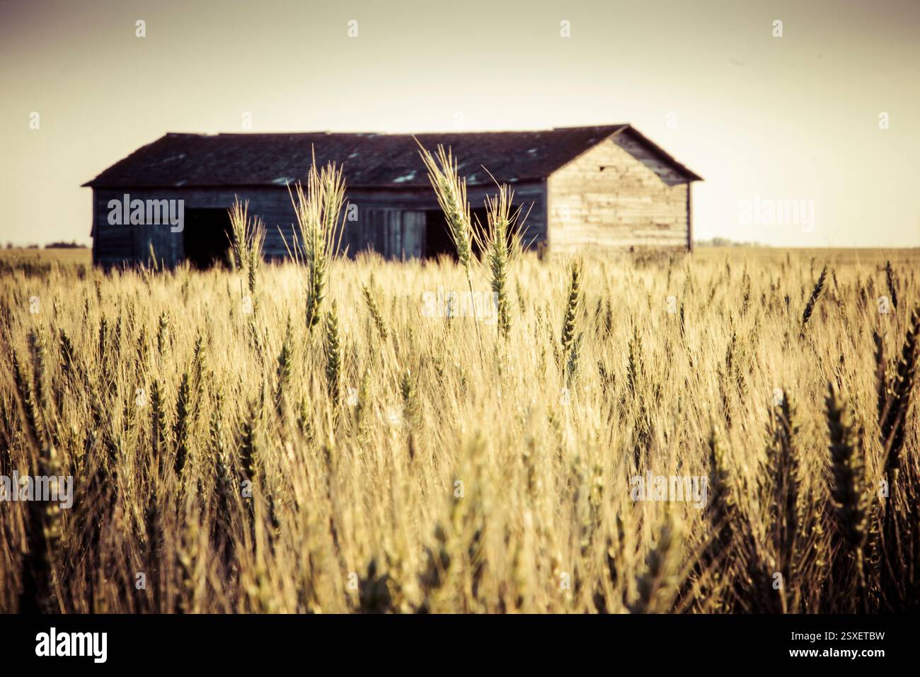 Large, old barn sits in a field of tall, dry grass. The barn is ...