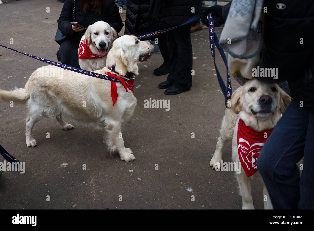 Warsaw, Poland. January 26, 2025 - Golden retrievers wearing red bandanas gathered in Saxon Garden (Ogrod Saski). Stock Photo
