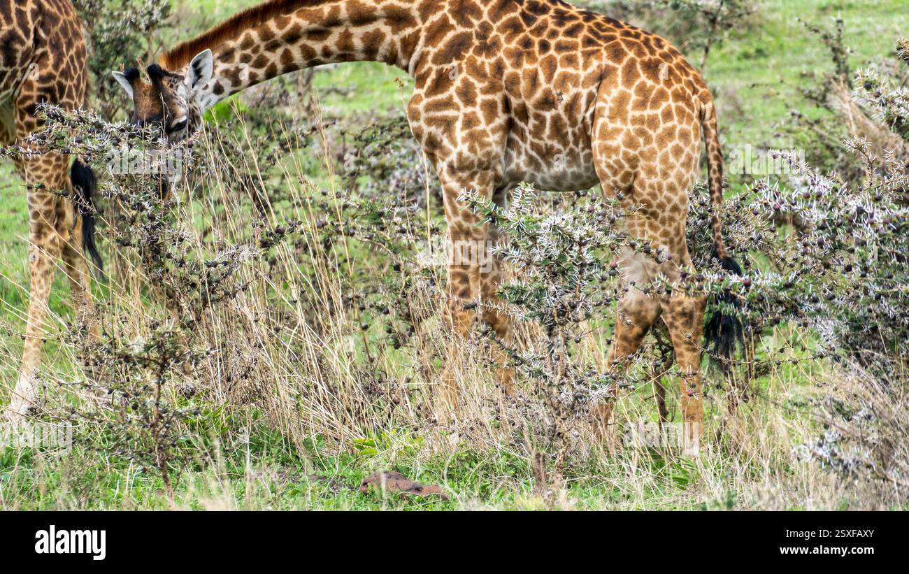 Animal fauna wilderness zoo hi-res stock photography and images - Alamy