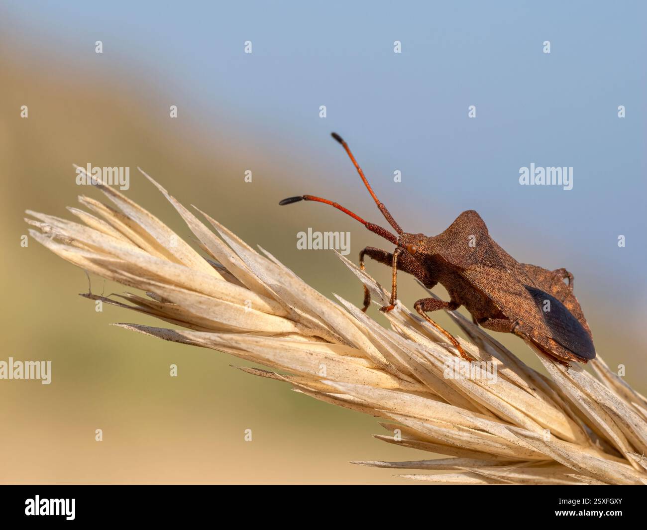 Coastal bug hi-res stock photography and images - Alamy