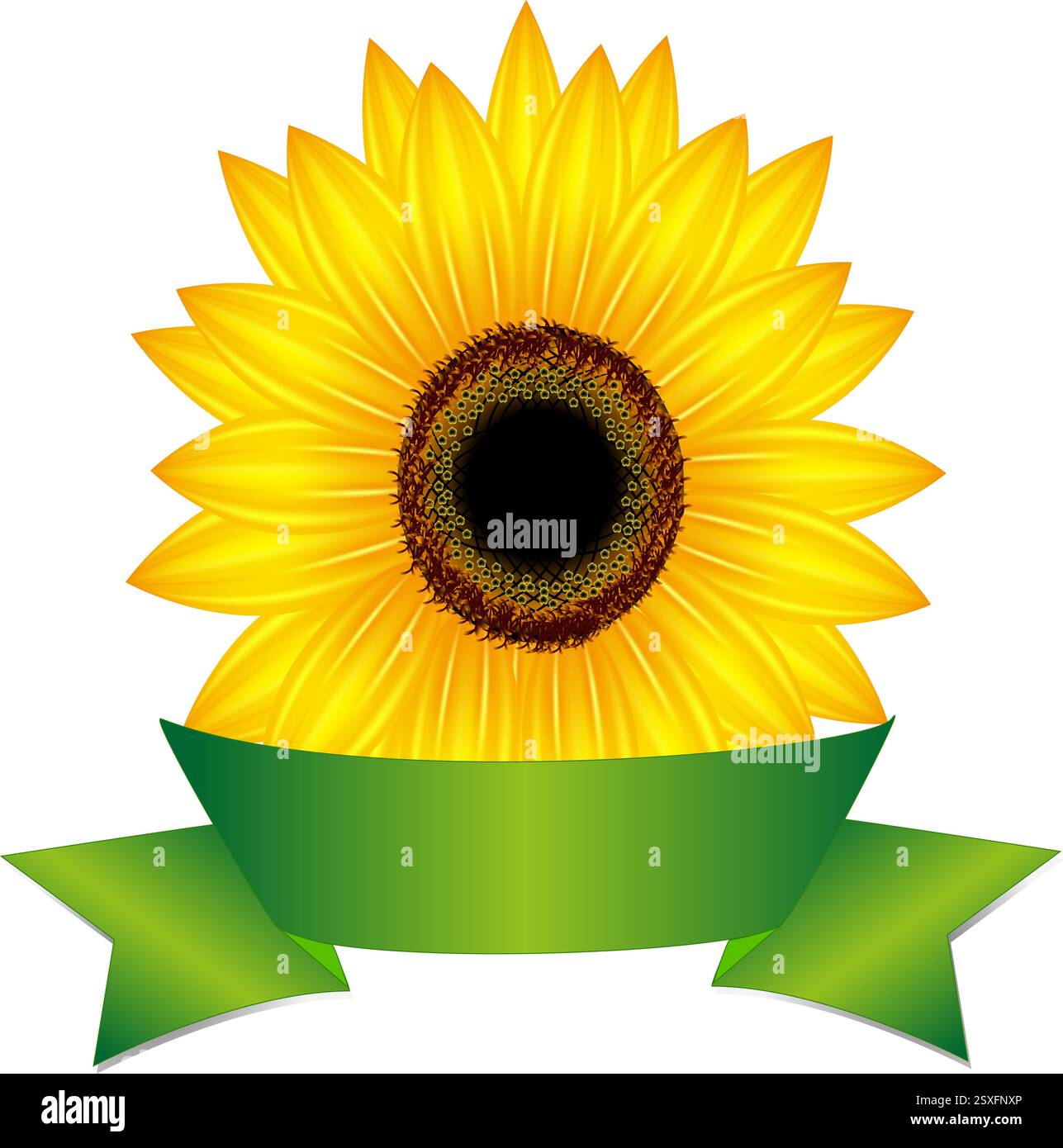 Sunflower with ribbon Stock Vector Image & Art - Alamy