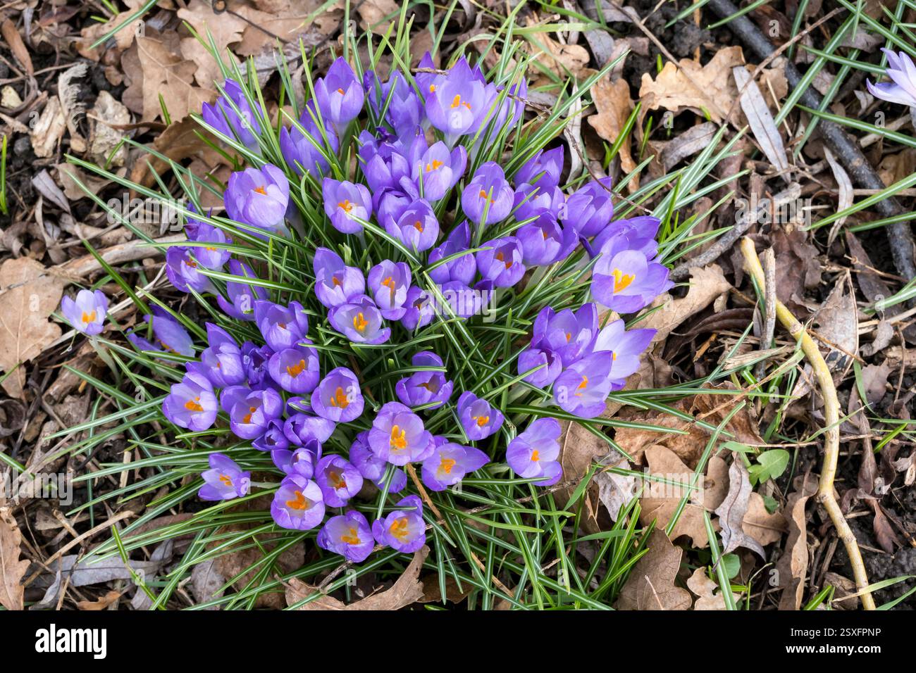 Early Crocuses growing wild Stock Photo - Alamy