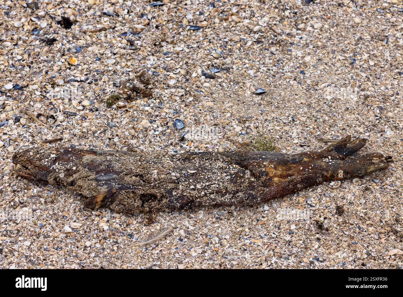 Carcass of a dead Dutch seal on the coast of the Wadden Sea in The Netherlands Stock Photo
