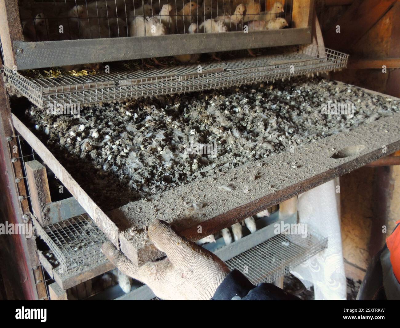 Quails in cages poultry farm hi-res stock photography and images - Alamy