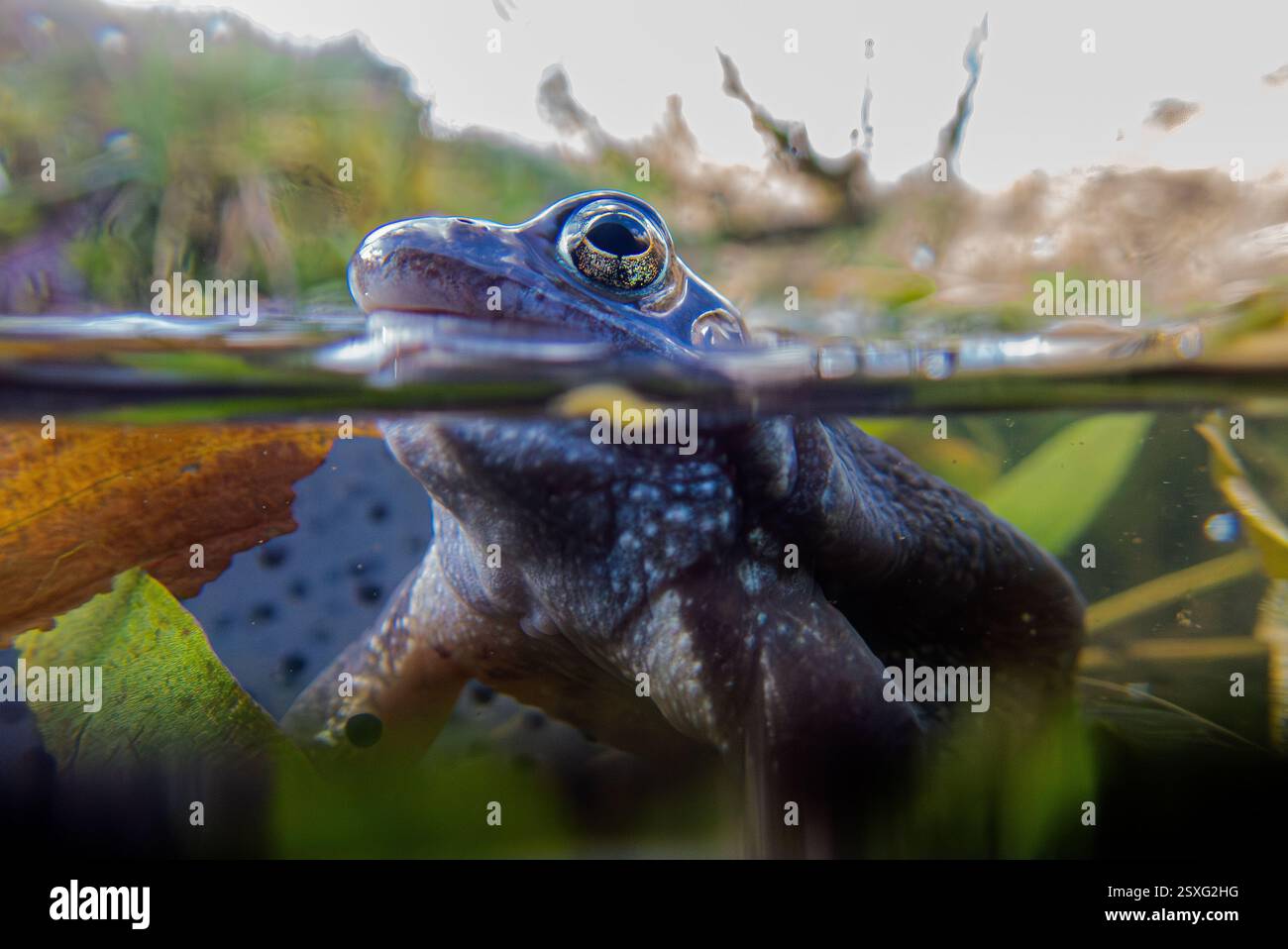 Welsh Frog Frogs spawn 2025 hi-res stock photography and images - Alamy