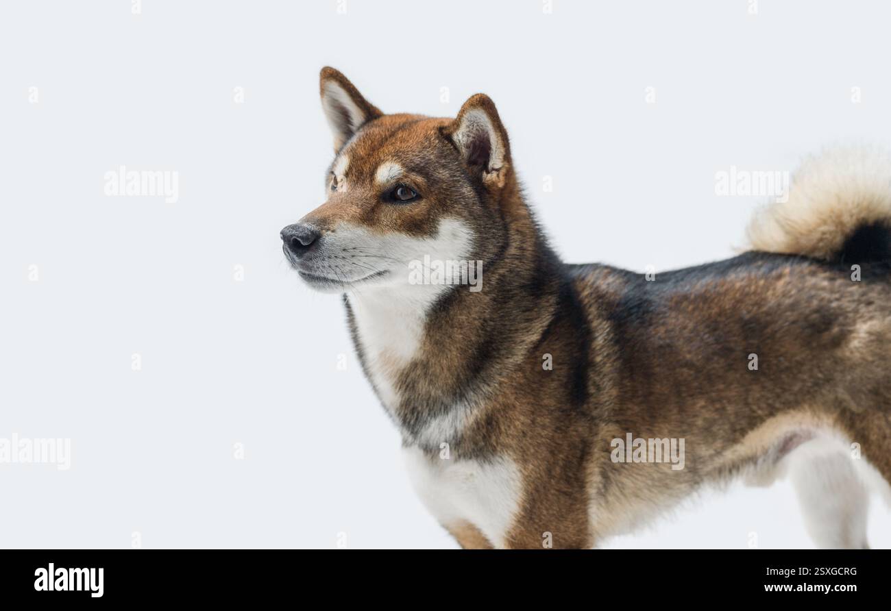 Cute Japanese Shiba Inu dog looking away, white background Stock Photo