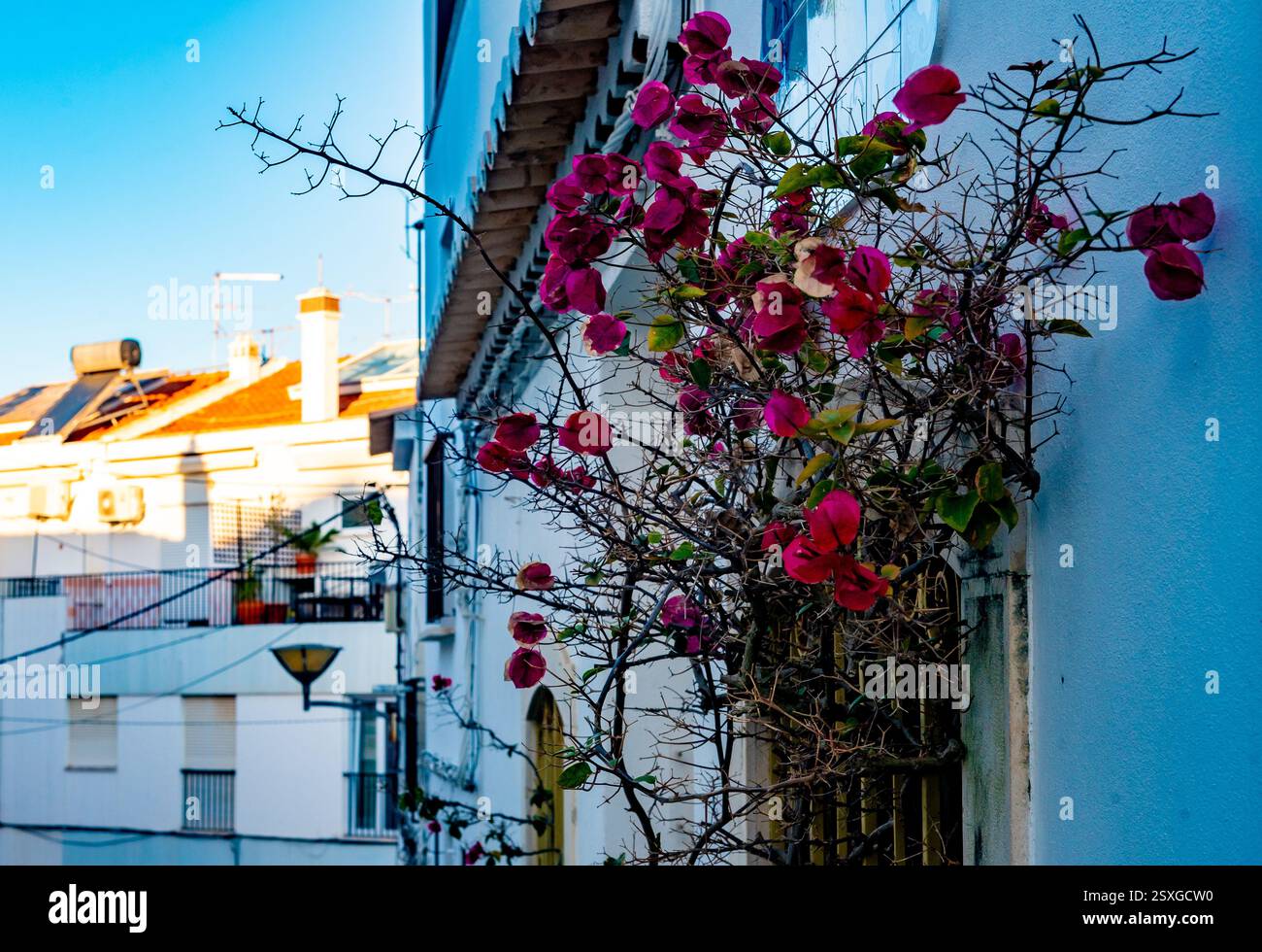 Blooming triple flowers (bougainvillea) in Old Town, Lagos, Faro district, Algarve, Portugal Stock Photo