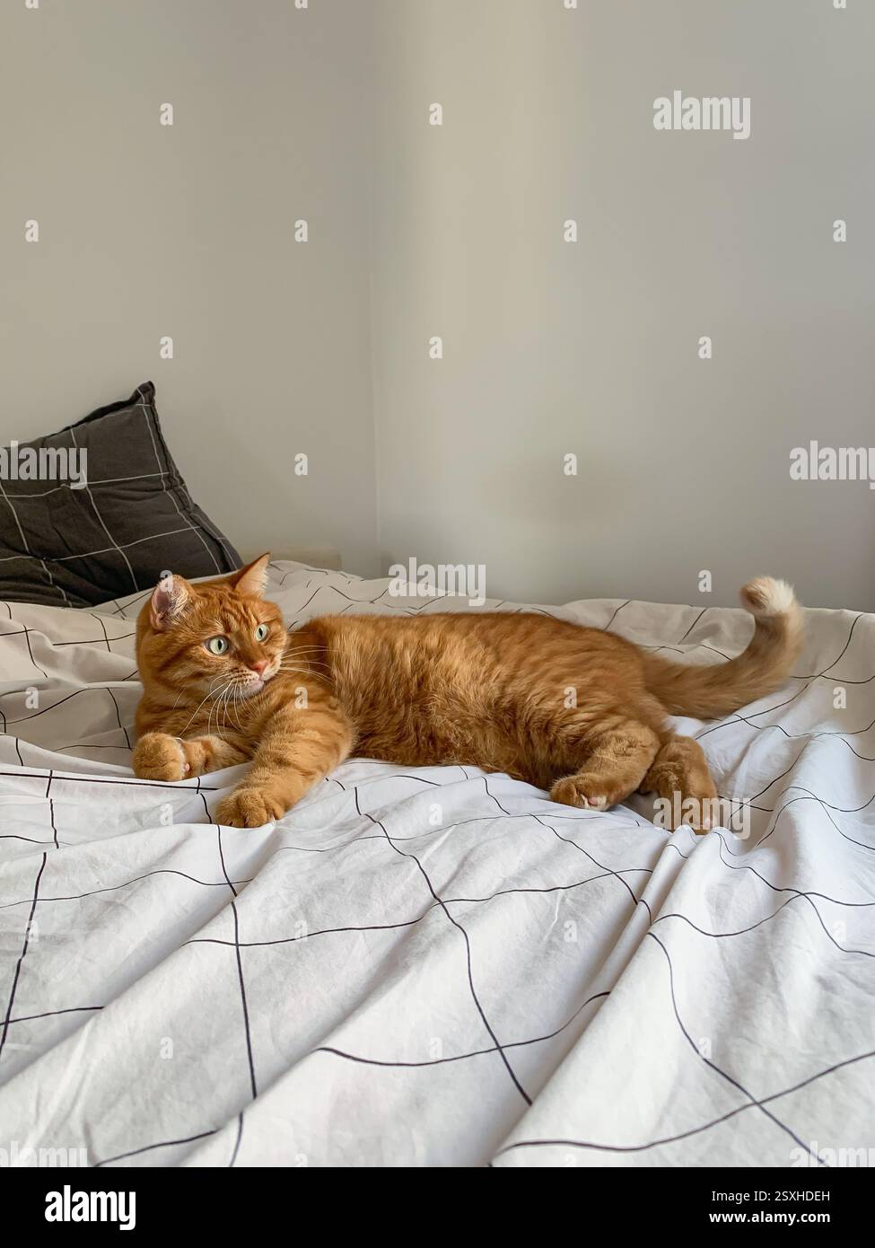 Cute ginger cat lying on the bed Stock Photo