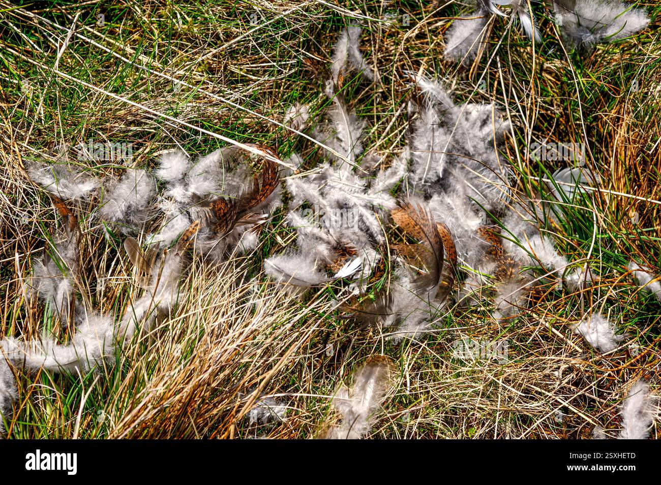Predation nest uk ground hi-res stock photography and images - Alamy