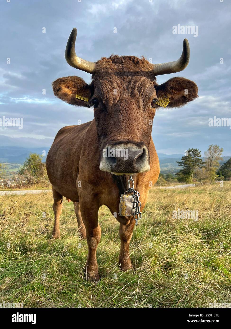 Close up of cow looking at camera - Smartphone Captured Stock Image