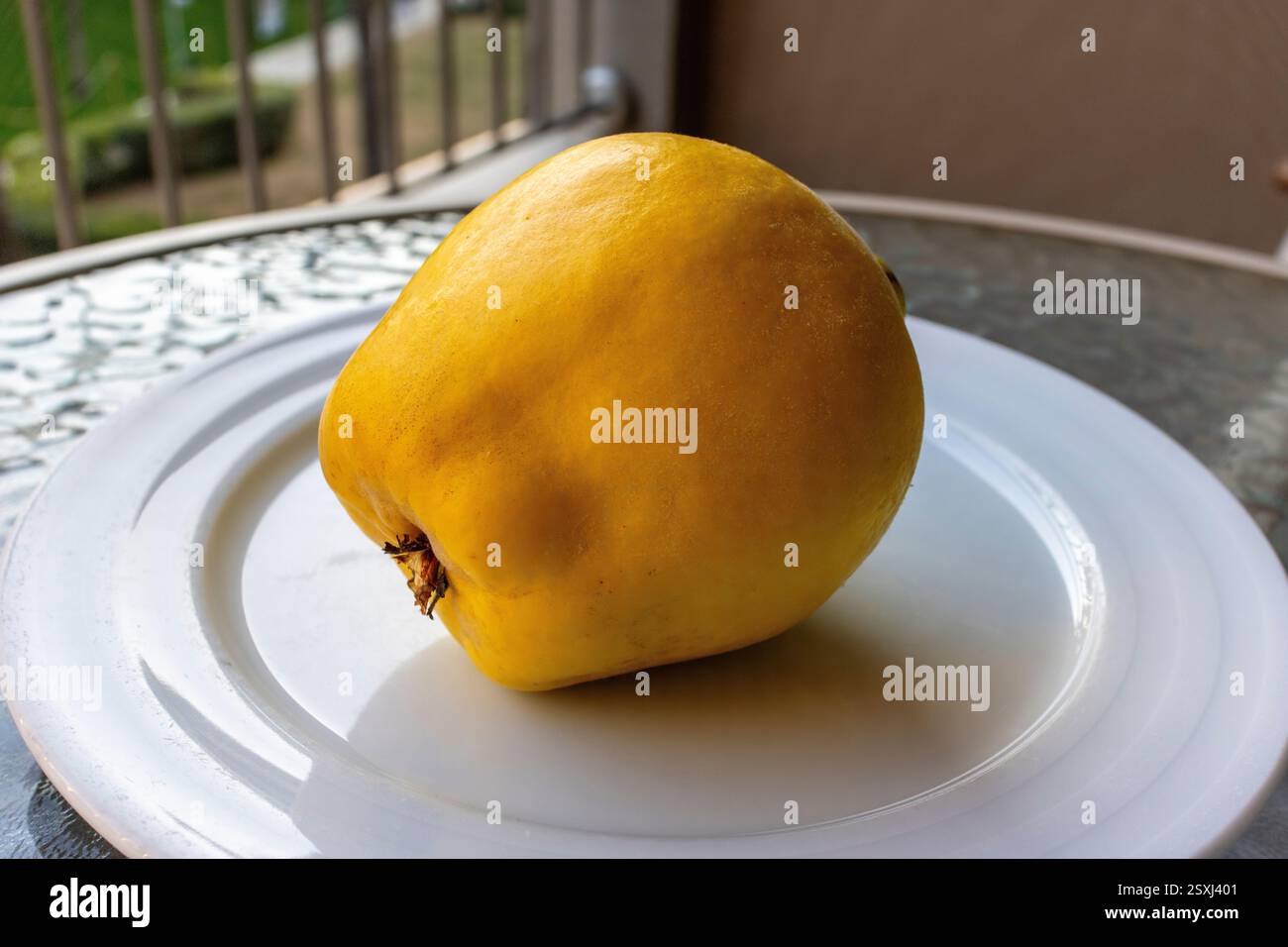 Large single quince fruit on a white ceramic plate. Stock Photo